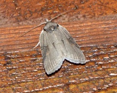 Nycteola