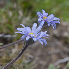 Felicia rosulata