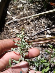 Gamochaeta calviceps