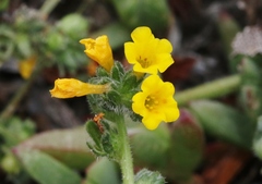 Amsinckia spectabilis