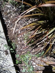 Gamochaeta calviceps