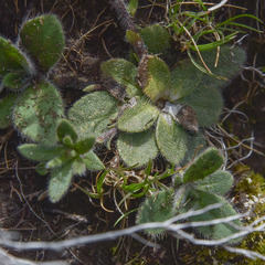 Felicia rosulata