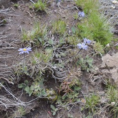 Felicia rosulata