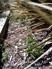 Gamochaeta calviceps