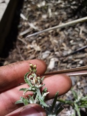 Gamochaeta calviceps