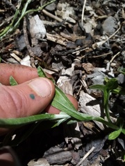 Gamochaeta calviceps