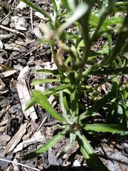 Gamochaeta calviceps