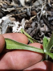 Gamochaeta calviceps