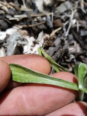 Gamochaeta calviceps