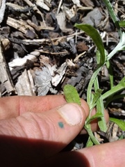 Gamochaeta calviceps