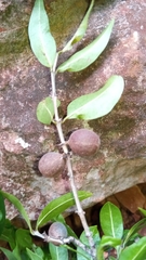 Polysphaeria lepidocarpa