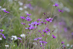 Senecio macrocephalus