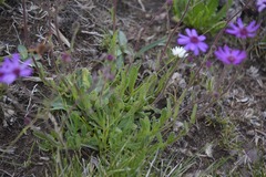 Senecio macrocephalus
