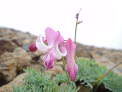 Dicentra peregrina