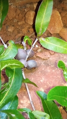 Polysphaeria lepidocarpa