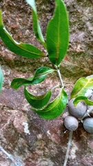Polysphaeria lepidocarpa