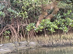 Ixobrychus sinensis