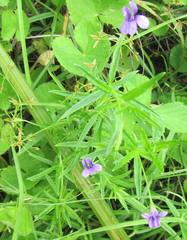 Monopsis stellarioides
