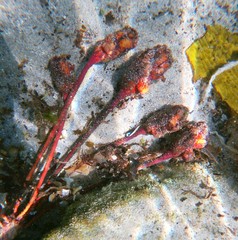 Pyura gibbosa