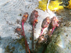 Pyura gibbosa