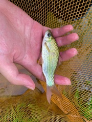Osteochilus vittatus