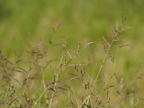 Urochloa mutica