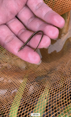 Doryichthys deokhatoides