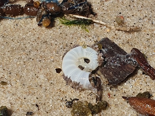 photo of Ram's Horn Squid (Spirula spirula)