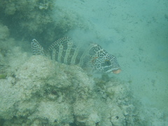 Goniistius rubrolabiatus