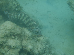 Goniistius rubrolabiatus