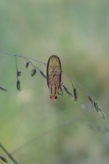 Sapromyza fuscocostata