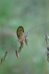 Sapromyza fuscocostata