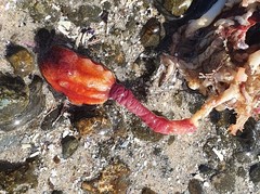 Pyura gibbosa
