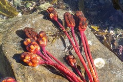 Pyura gibbosa