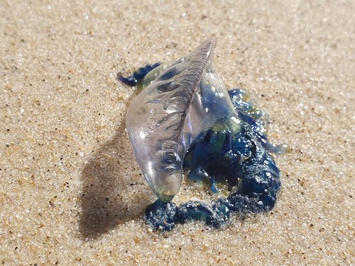 photo of Portuguese Man O' War (Physalia physalis)