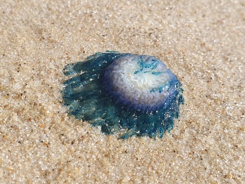 photo of Blue Button (Porpita porpita)