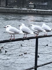 Chroicocephalus ridibundus