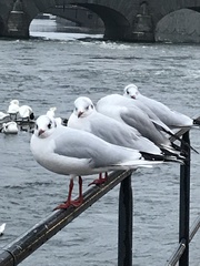 Chroicocephalus ridibundus