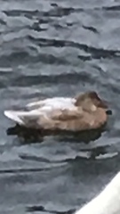 Anas platyrhynchos domesticus