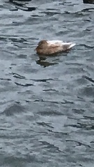 Anas platyrhynchos domesticus