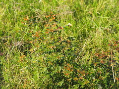 Phyllanthus reticulatus