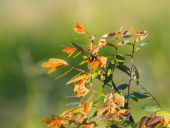 Phyllanthus reticulatus