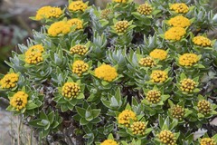 Helichrysum witbergense