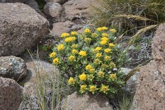 Helichrysum witbergense