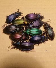 Carabus monilis