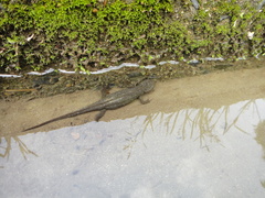 Cynops pyrrhogaster