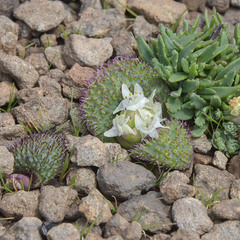 Massonia wittebergensis