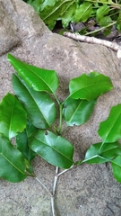 Pyrostria