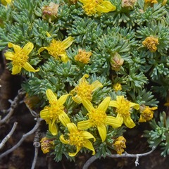 Euryops decumbens