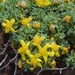 Euryops decumbens - Photo (c) Brendan Cole, some rights reserved (CC BY-NC-ND), uploaded by Brendan Cole